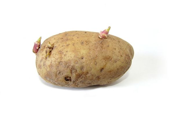 800px-potato_with_sprouts