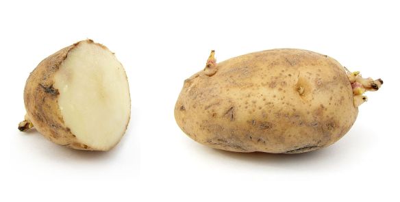 1920px-russet_potato_cultivar_with_sprouts
