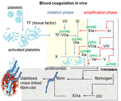 400px-coagulation_in_vivo