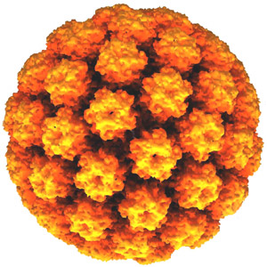 HPV[1]