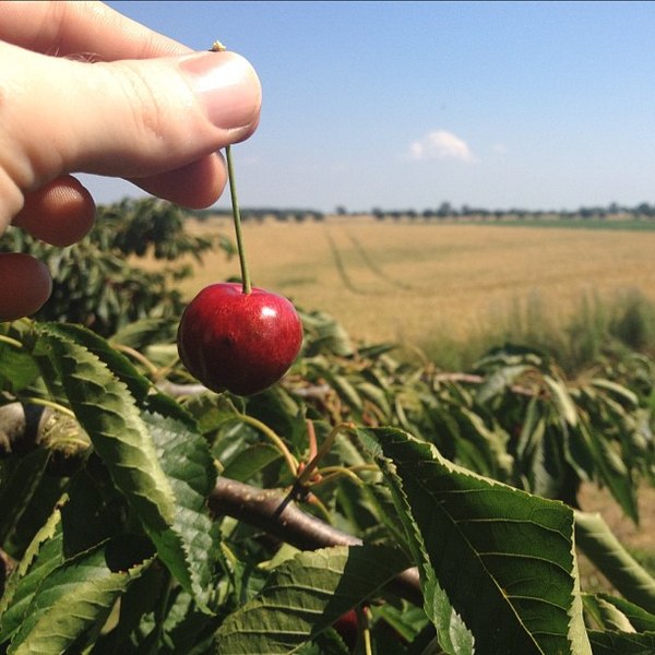 600px-picking_cherries
